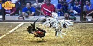 Mẹo Chơi Đá Gà Thắng Lớn Tại Typhu88: Bí Quyết Từ Cao Thủ