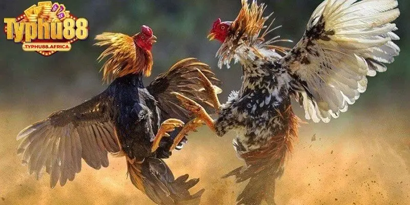 Những lý do khiến đá gà cựa sắt được ưa chuộng