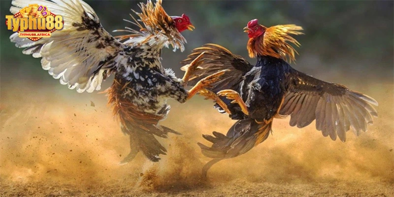 Chìa khóa thành công mọi lần cược tại đá gà trực tuyến